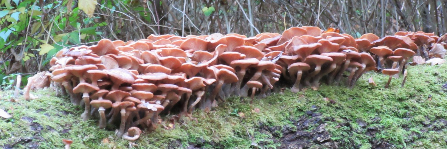 Edinburgh Lone Litter Picker banner