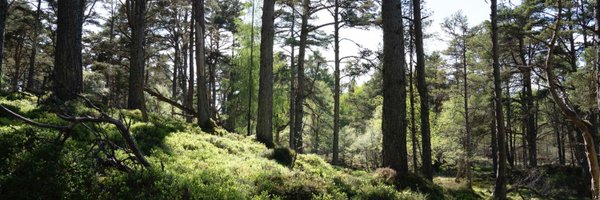 highlandsrewild Profile Banner