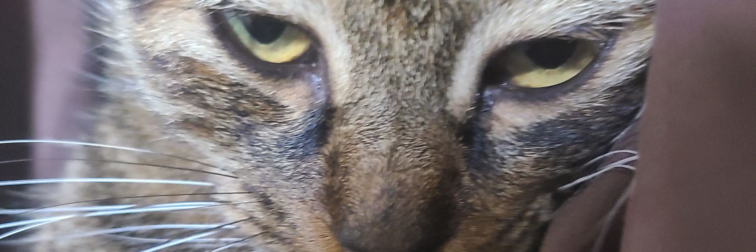 1972_amethyst's profile banner image