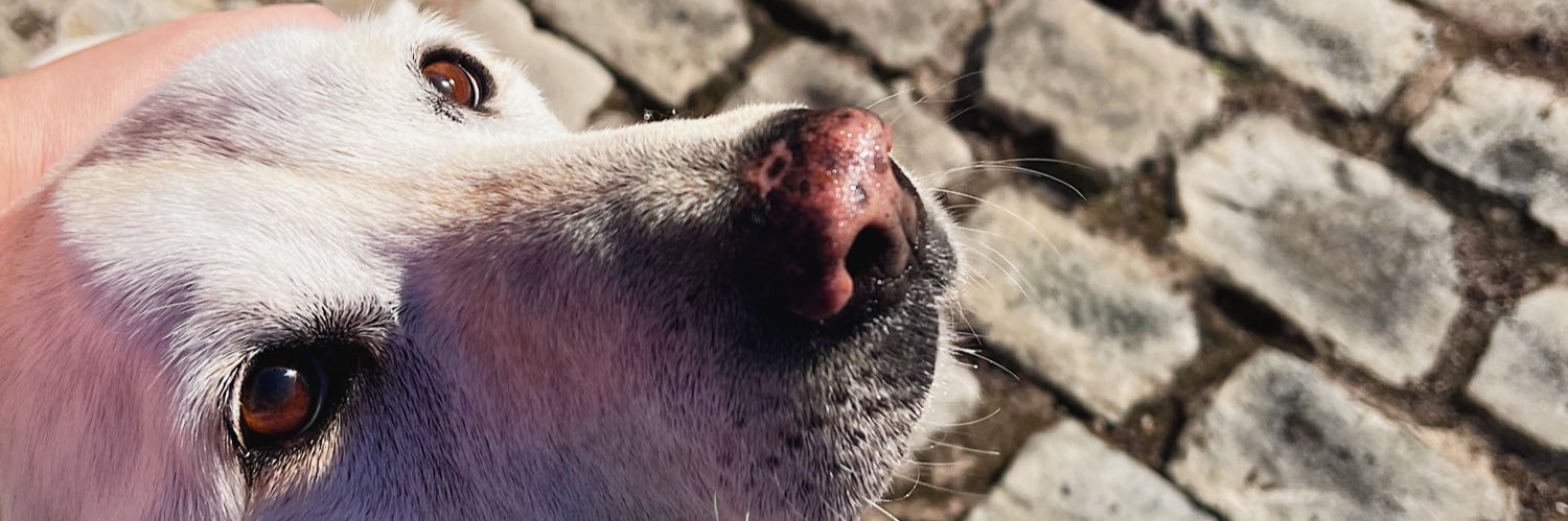 LuaLopLlo's profile banner image