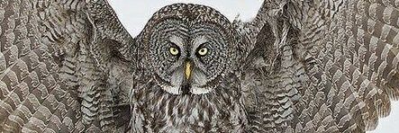 Pinderhews's profile banner image