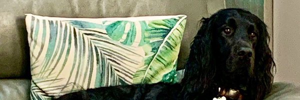 evmcelhinney Profile Banner