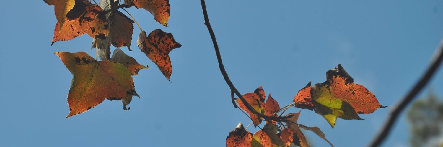 denisehll's profile banner image