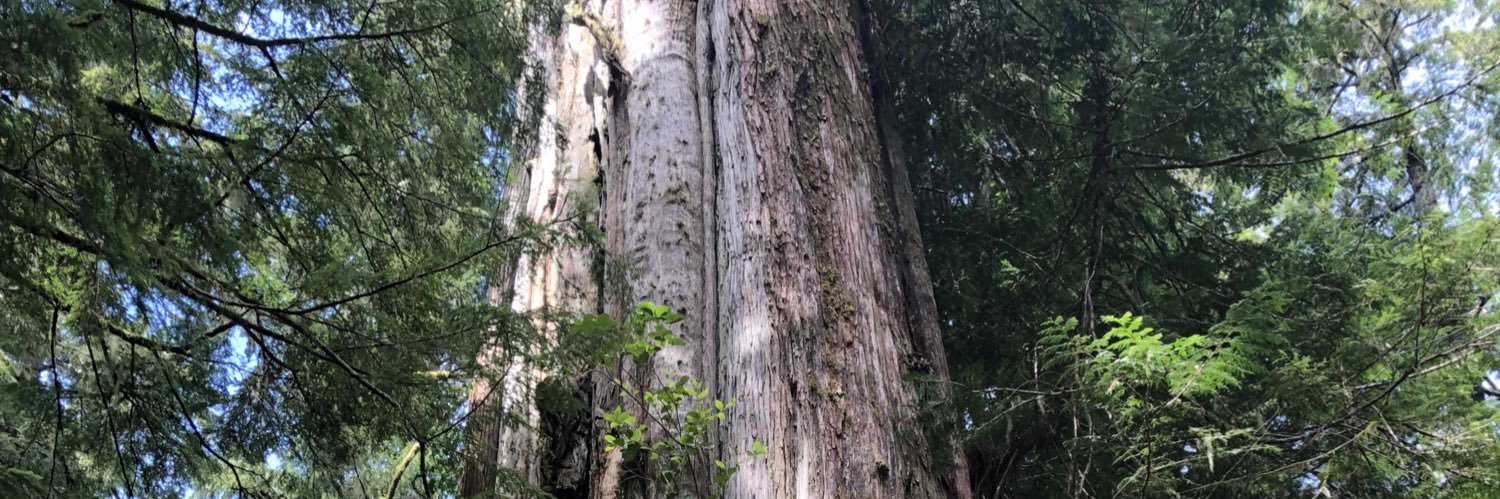 Slish (the other Dryden) banner