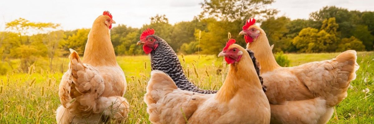 South African Poultry Association banner