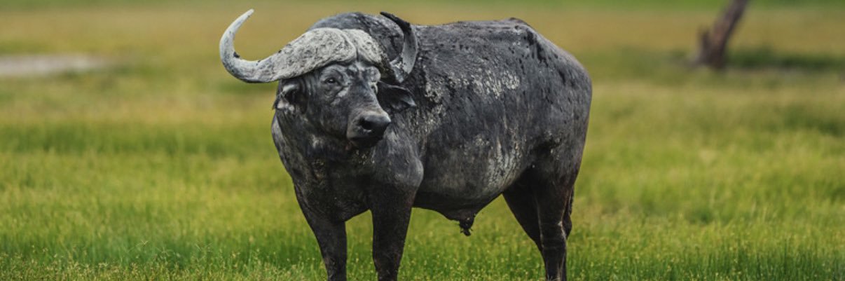 Buffalo banner