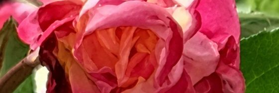 Ankie van ES banner