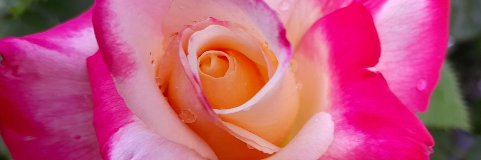 aves1962's profile banner image