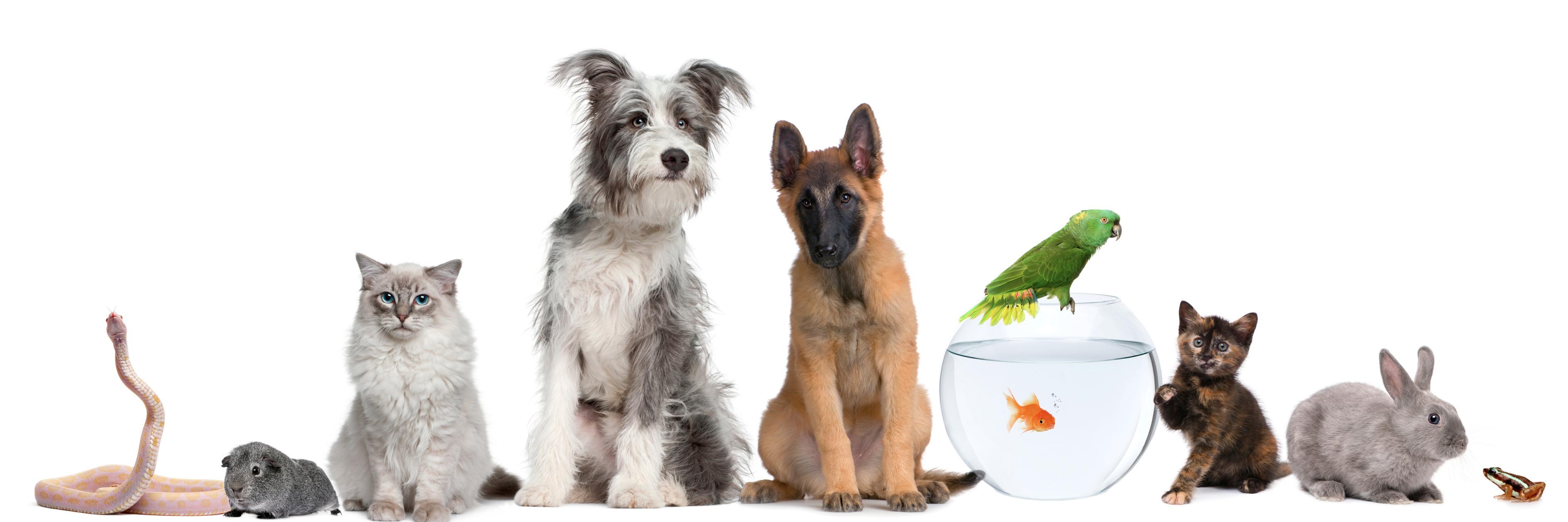 Bath Vet Group banner