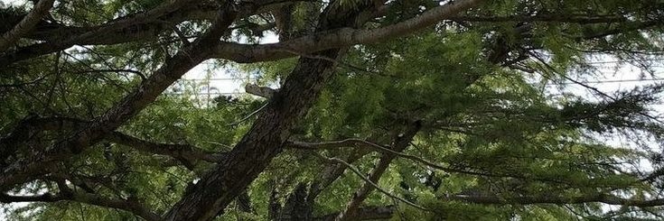 ???????? banner