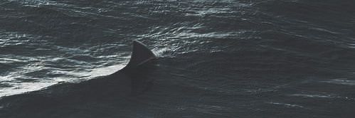 ❉ banner