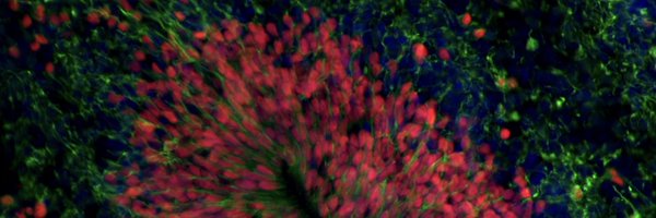 neural_lab Profile Banner