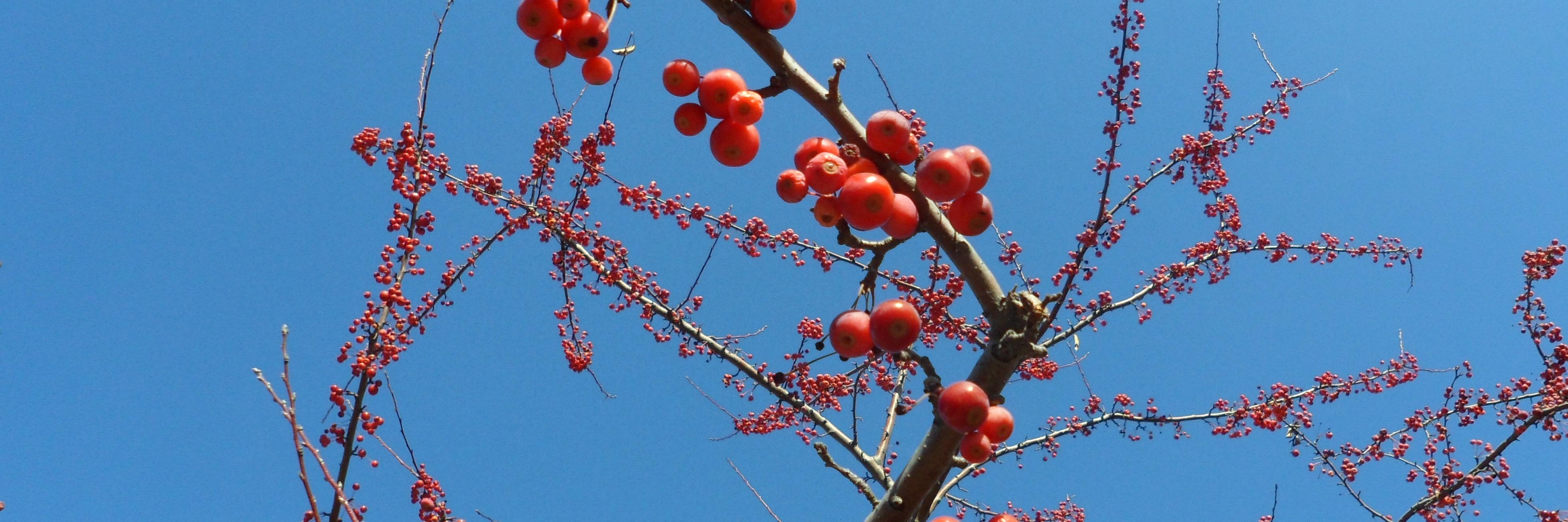 PeriodDramas.com banner