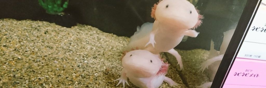 mari農場　ヘイデイ🐐 banner