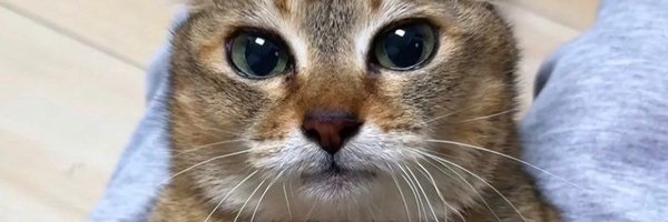 JYPETWIlICE Profile Banner