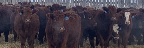 CattleNeilson Profile Banner