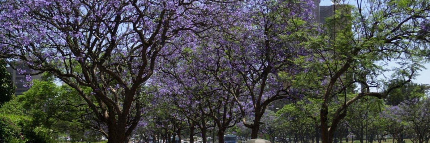 carolouta's profile banner image