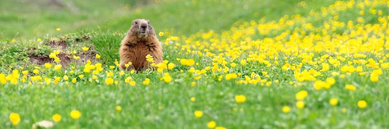 dancing_marmot's profile banner image