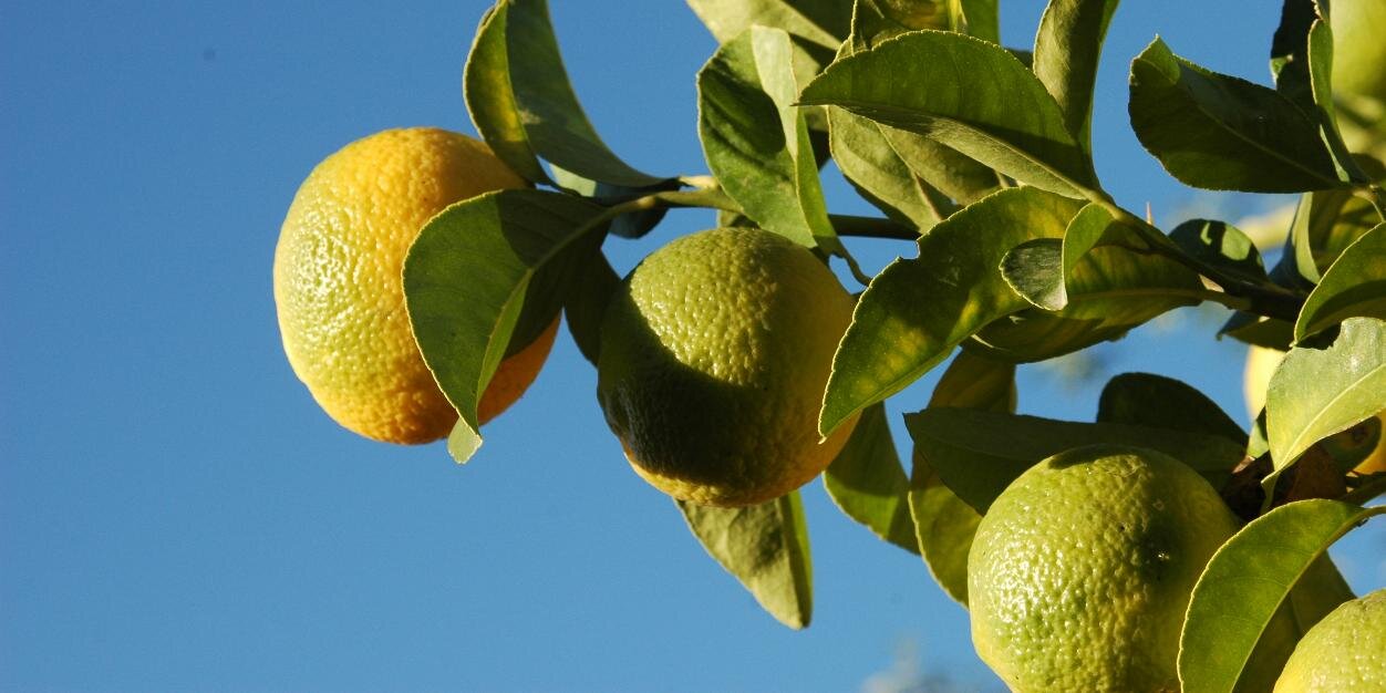 onegoodlemon's profile banner image