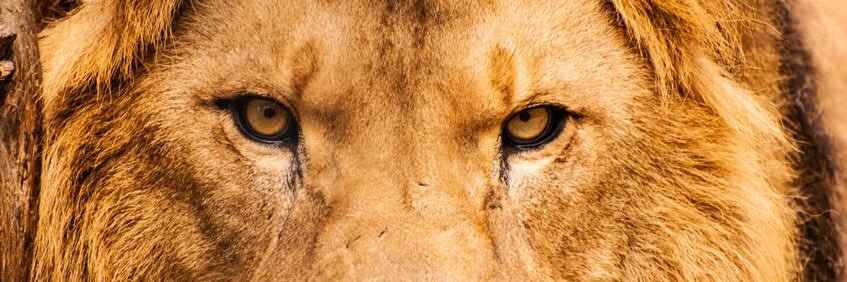 Hoggn_'s profile banner image