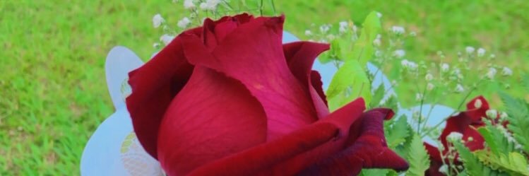 sereialouca's profile banner image