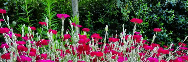 husna_hb Profile Banner