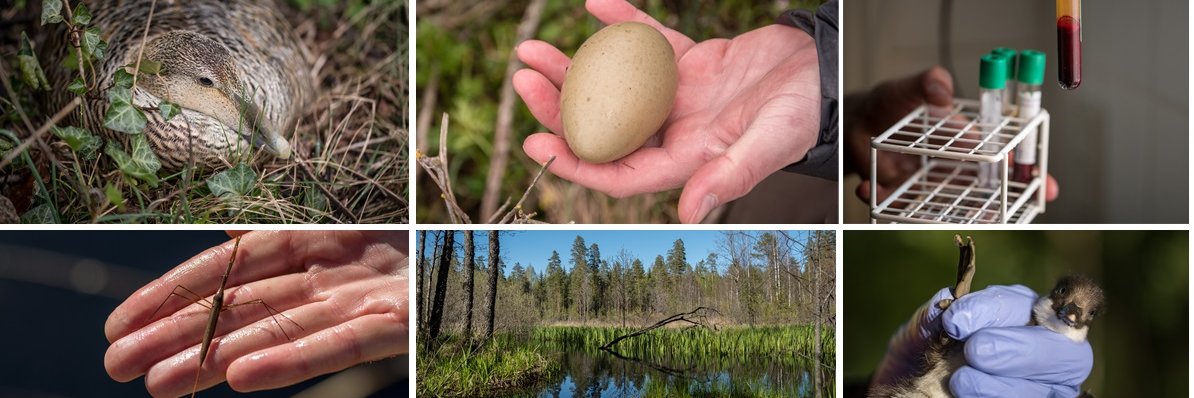 Céline Arzel banner