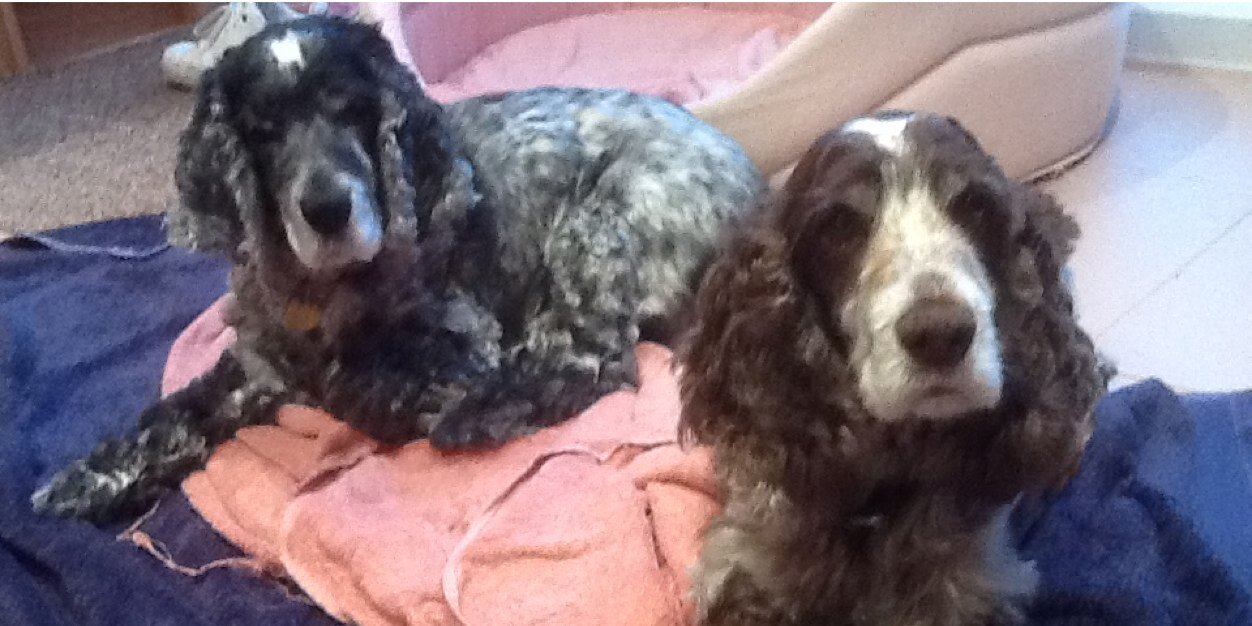 Gerry Tebbutt banner