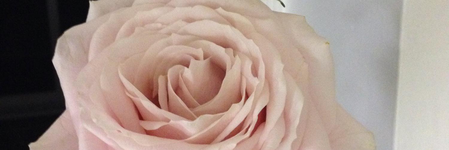 HooperAnnie's profile banner image
