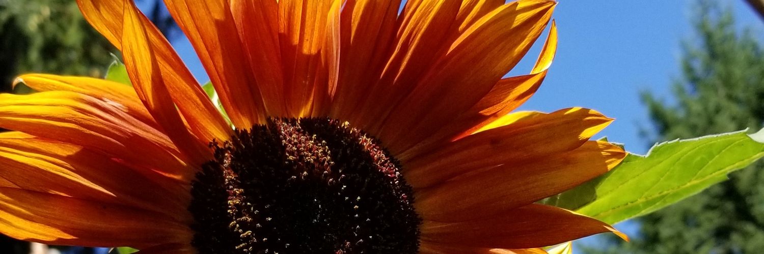 CatFunk56's profile banner image