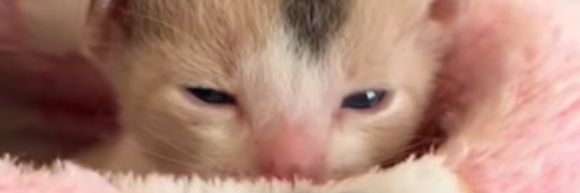 shmoofborb's profile banner image