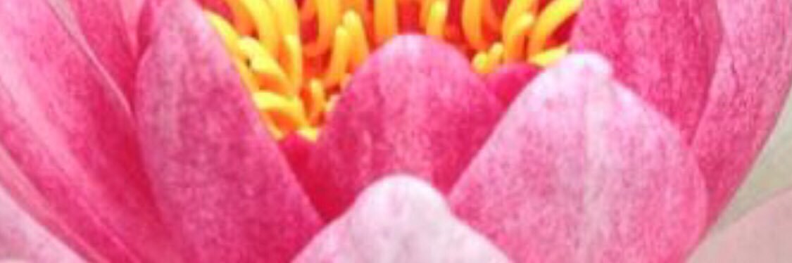 NeseLotus's profile banner image
