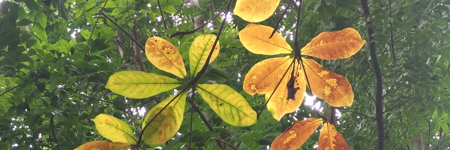 oyikyu's profile banner image