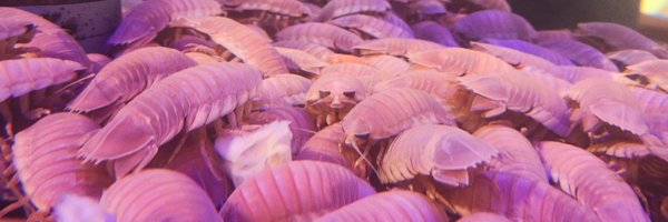 BuggieBugu Profile Banner