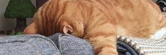muyukitty's profile banner image