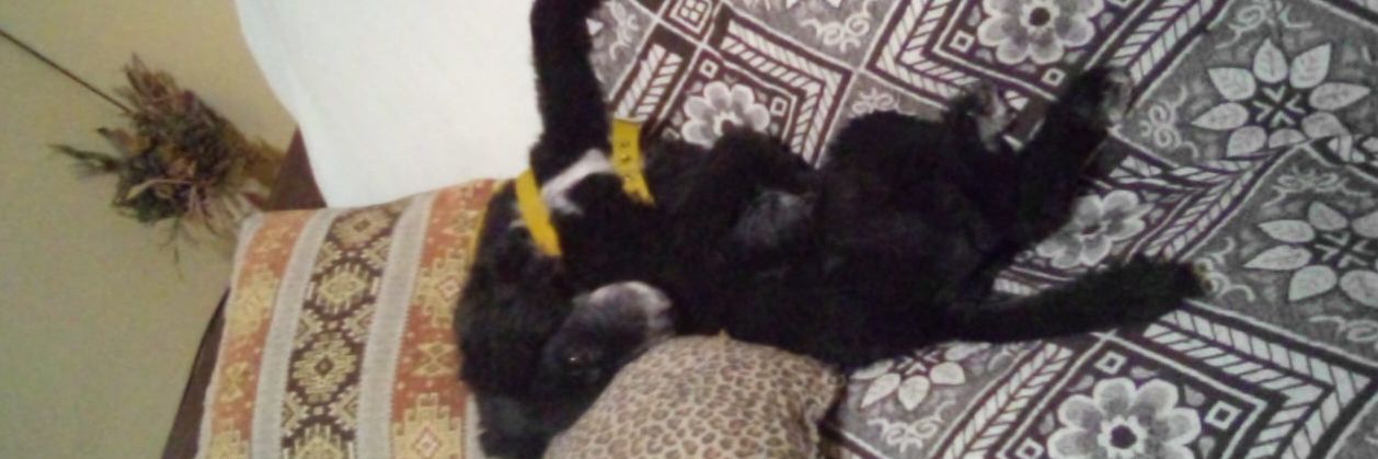 soydel41's profile banner image