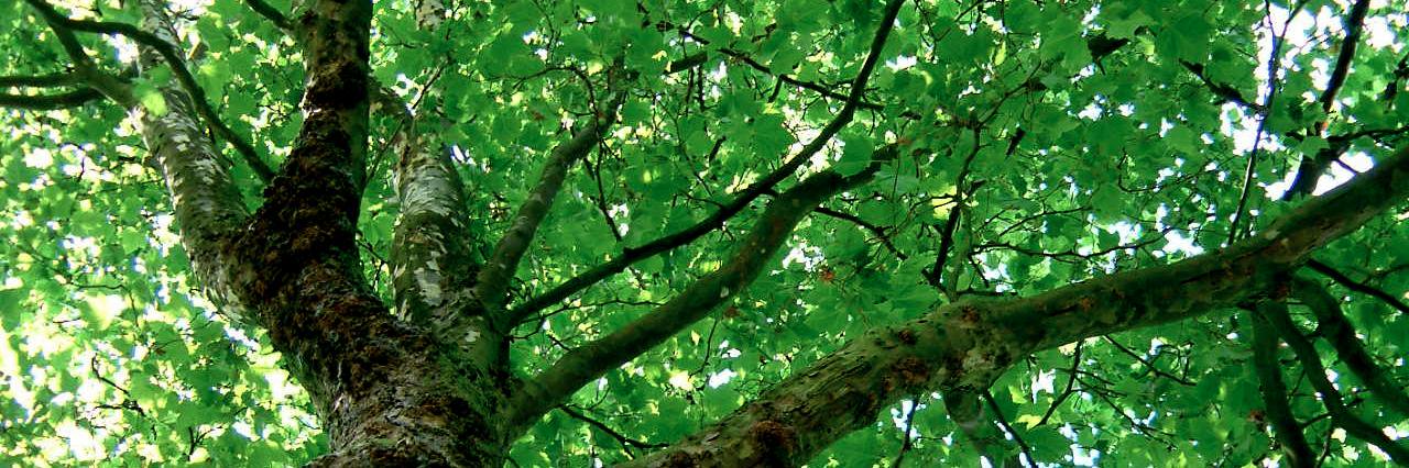 writing_tree's profile banner image