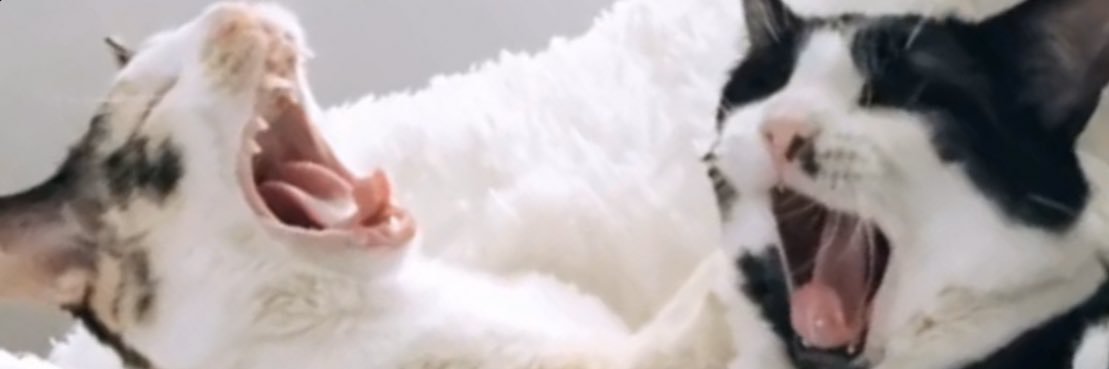 ashley__hardy's profile banner image