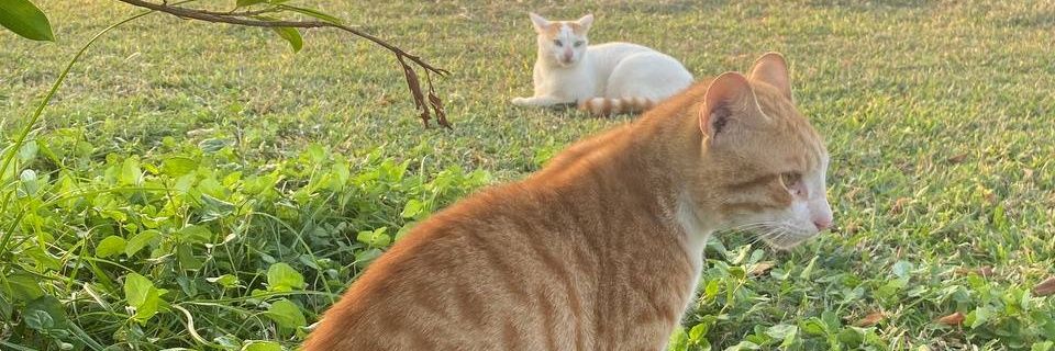 iil481's profile banner image