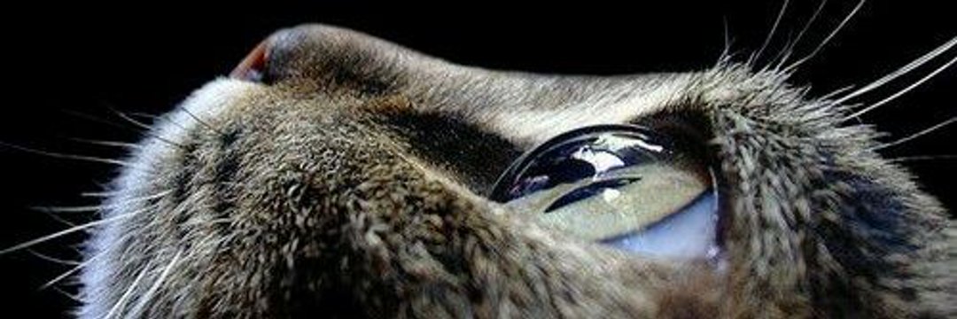 ariuqa's profile banner image