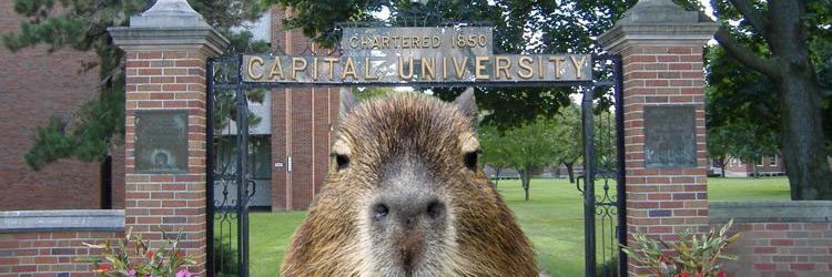 CUCapybaras's profile banner image