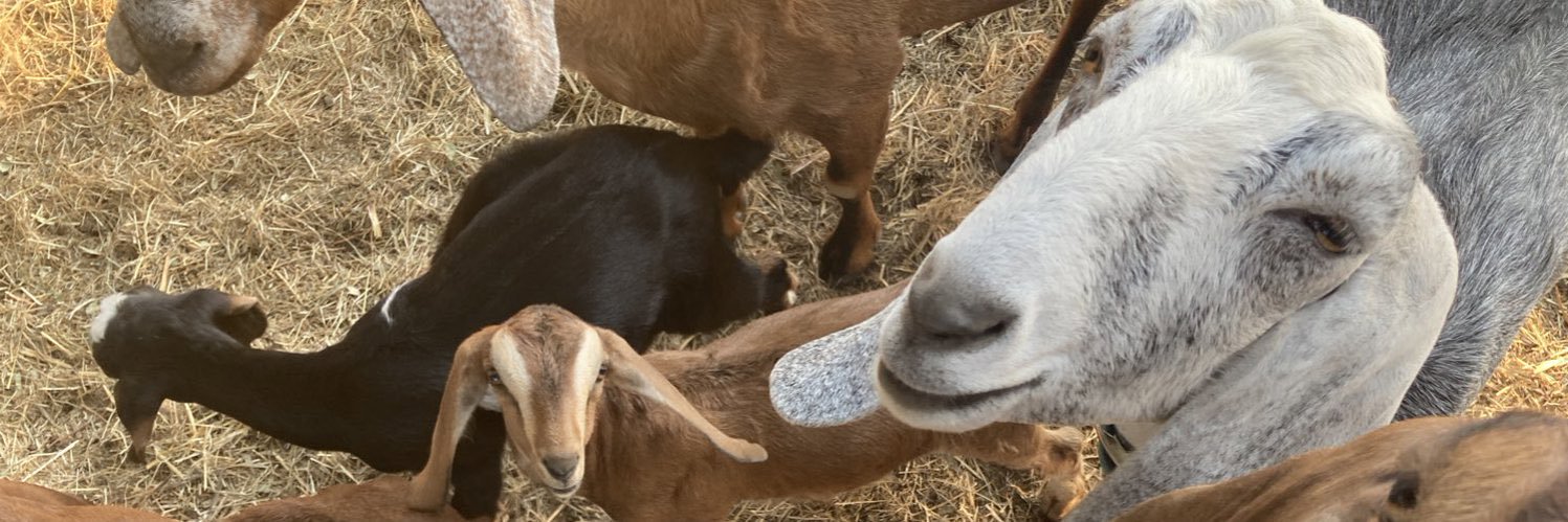 Lamb / Airy 🐑🪶's banner