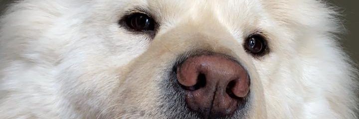 SanoAmigo's profile banner image