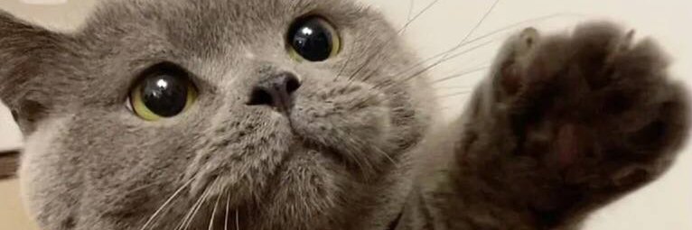 Gladyssyi's profile banner image