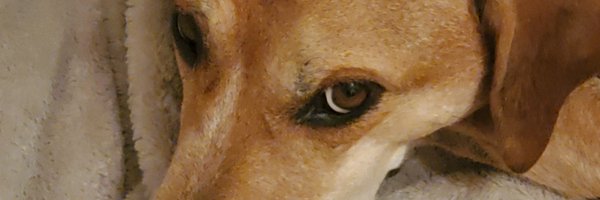 The Judgmental Dog Profile Banner