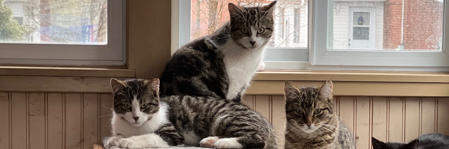 Laurie Devine banner