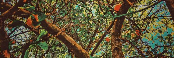 KarateEMouse Profile Banner