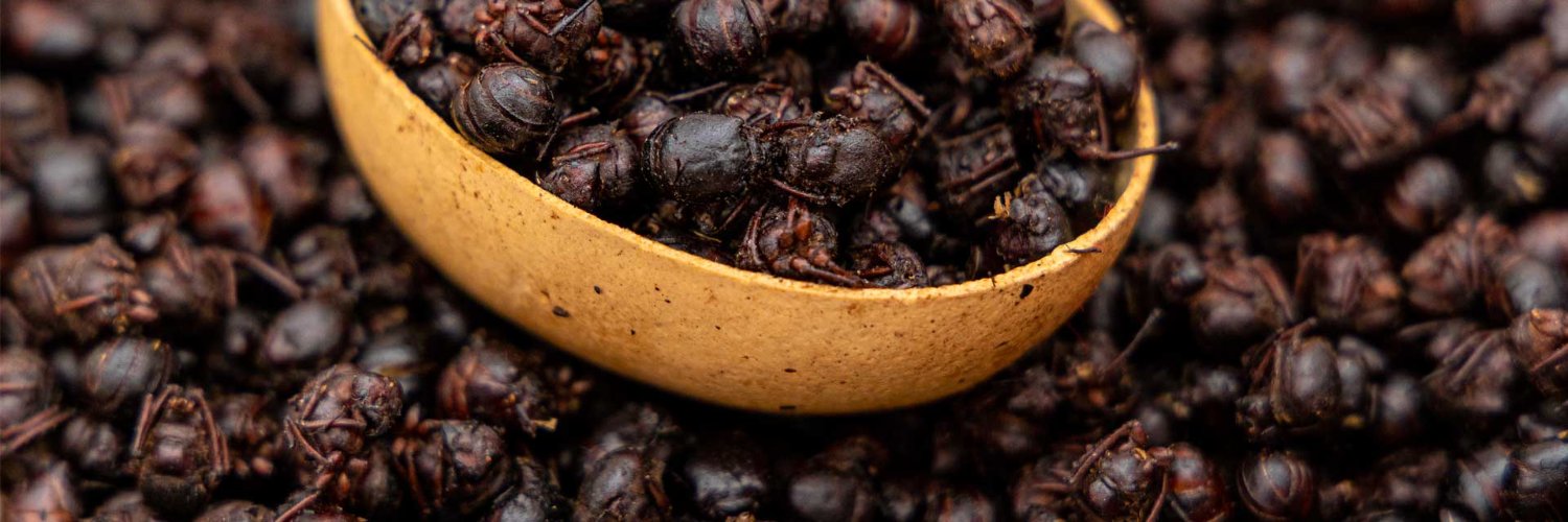 HormigaChicatana banner