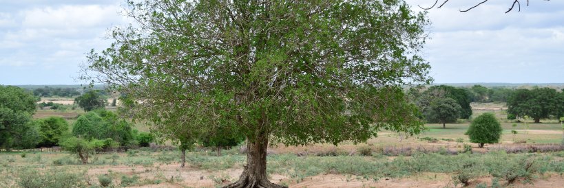 Simon ANDERSON banner