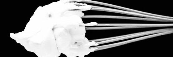The Whipped Cream Collective banner